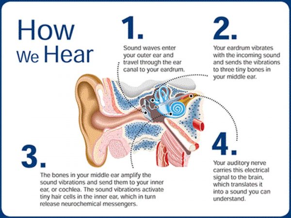 How Hearing Works?